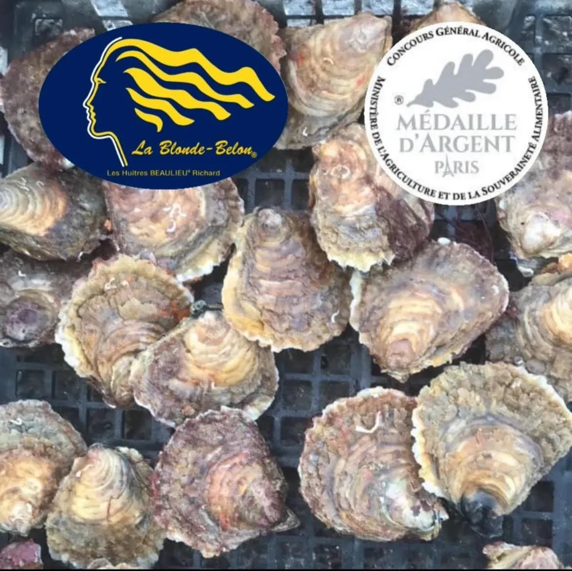 Huitres Plates Blonde Belon / Baie de Beaumer